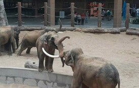 ZOO Ł&oacute;dź 2
